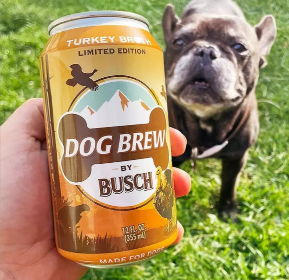 Your Dog Can Celebrate Fall in Minnesota With Busch Light