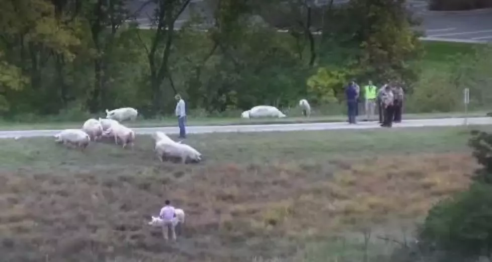 Check Out These Road Hogs On I-94 Ramp (VIDEO)