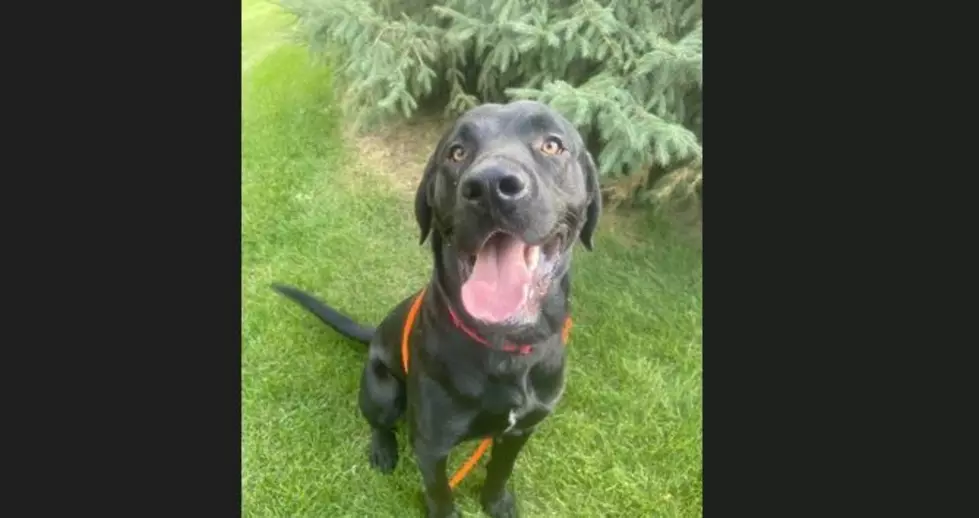If You ‘ve Been Waiting For The Perfect Dog To Adopt, Meet Angel