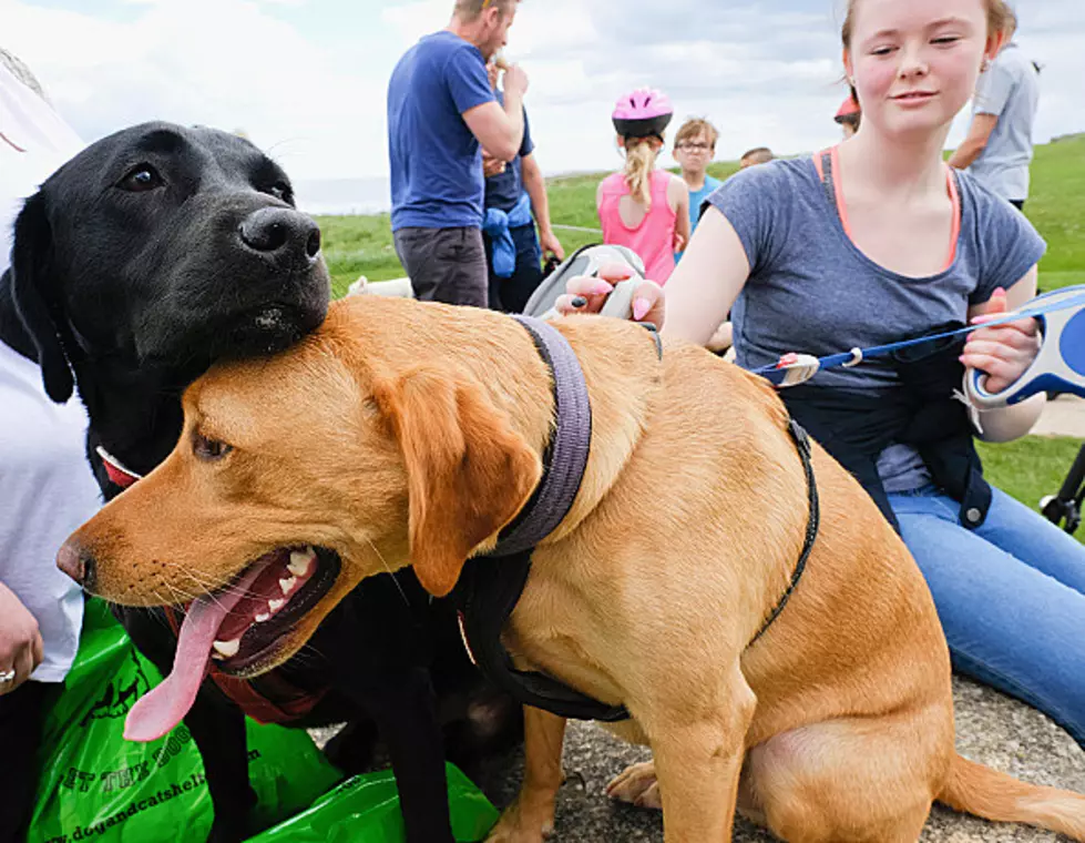 Should Minnesota Have A Mandatory “Walk Your Dog” Law?