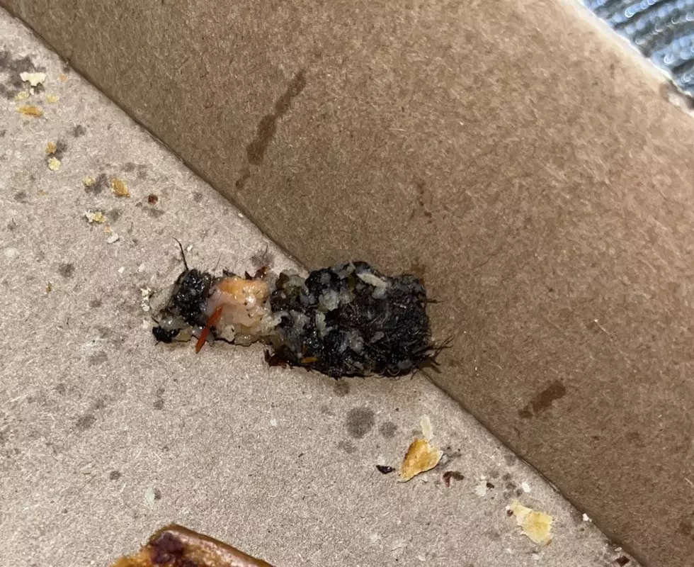 Fur??? Feathers??? Found Baked into a Delivery Pizza in Minnesota