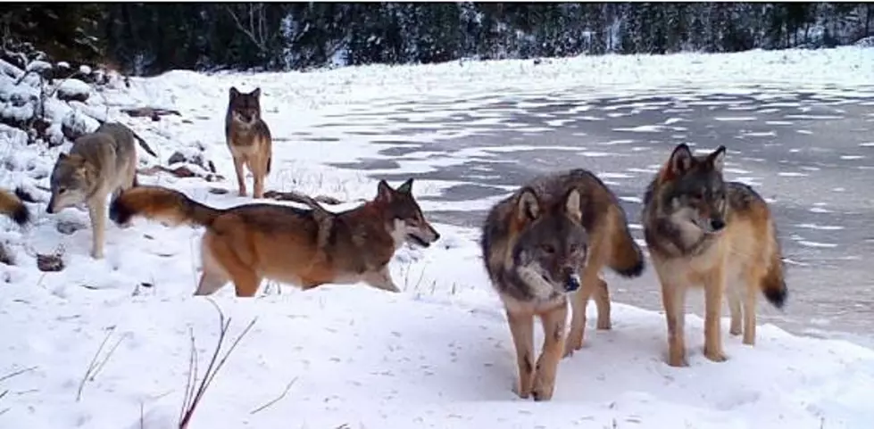 (Watch) Northern Minnesota Trail Cam Captures Large Wolf Pack