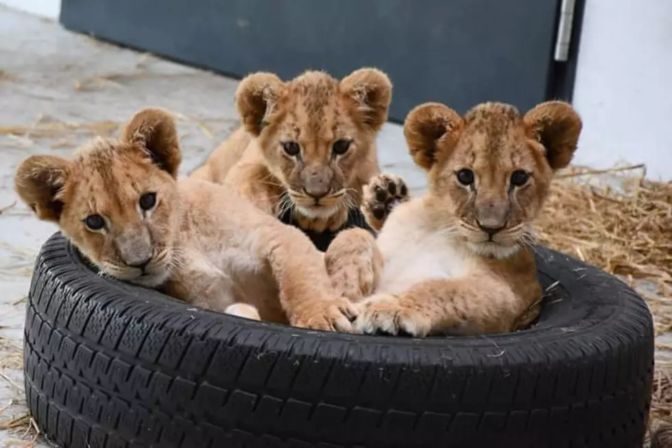 4 Rescued Lion Cubs from the Ukraine Found a Home in Minnesota