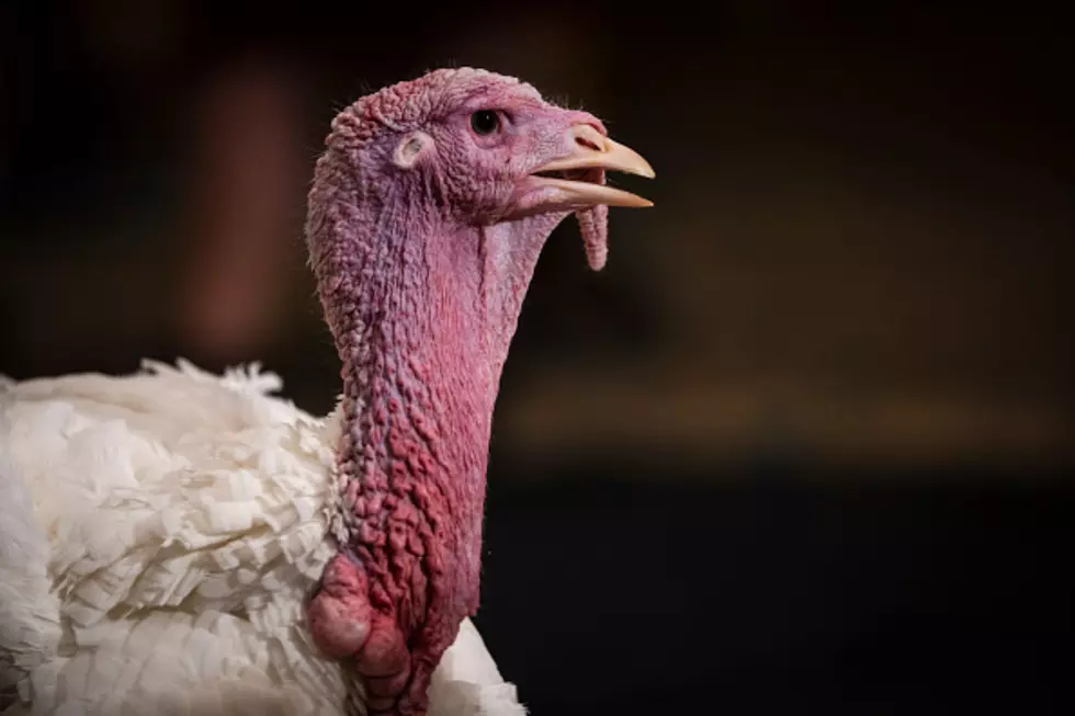 Wild Turkey Is Terrorizing Minnesota Neighborhood