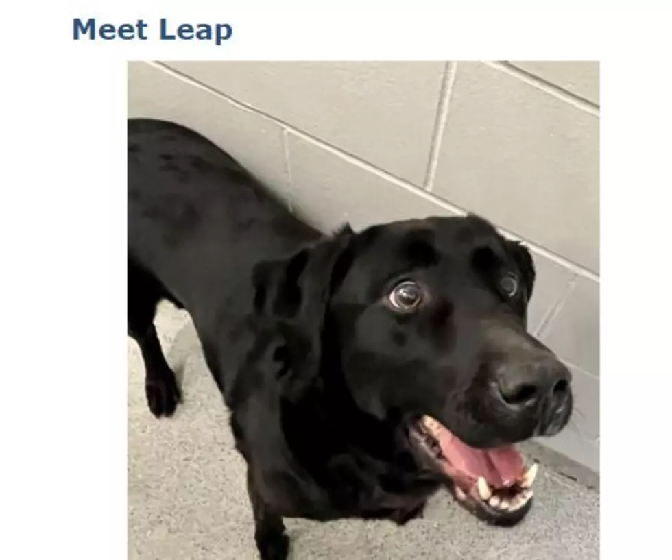 Meet Leap, This Week&#8217;s Adoptable Pet w/ Reduced Adoption Fee