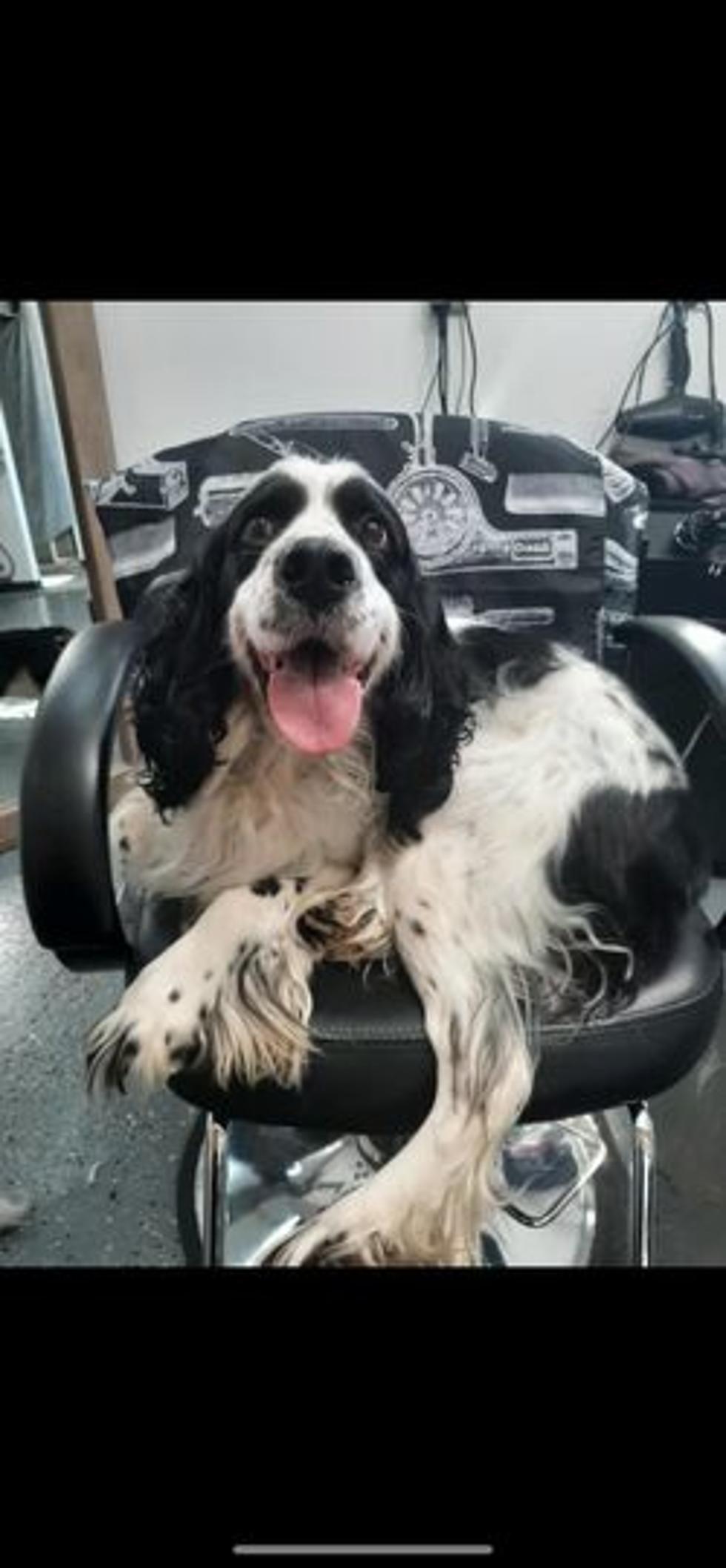 Numbers of movie legend's collie breed plummet to record low