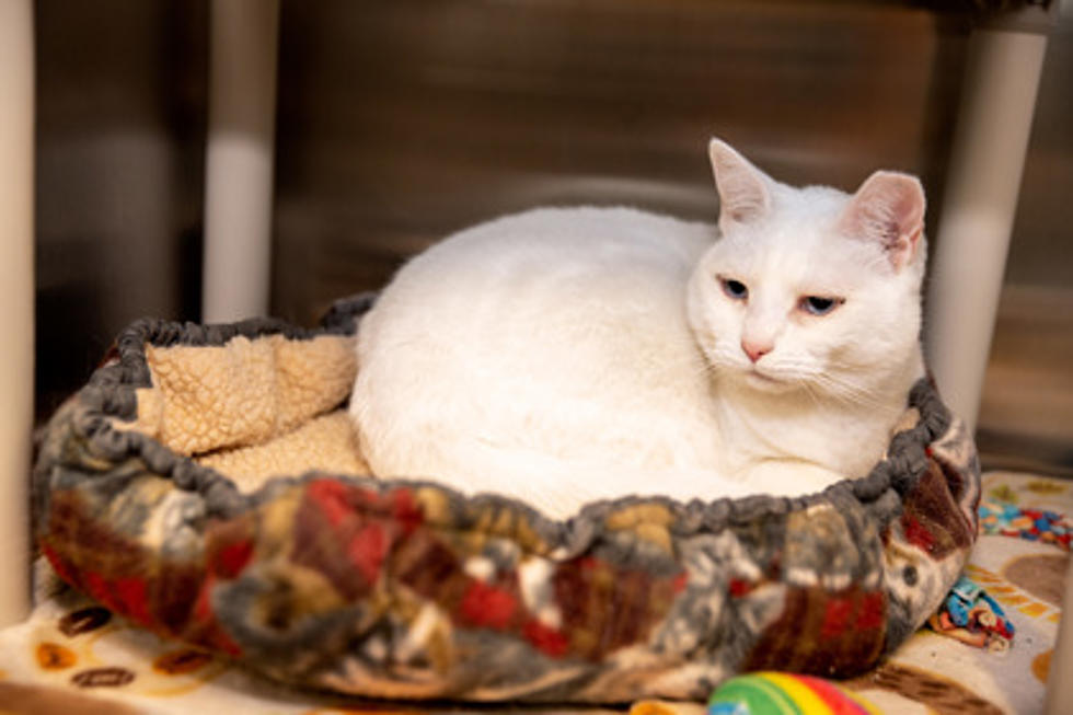 Senior Citizen or a Vet? This 8 Year Old Cat Can be Yours For Free