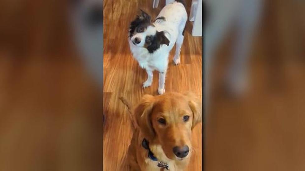 Princeton Man Shoots & Kills Neighbor’s Dogs, Why?