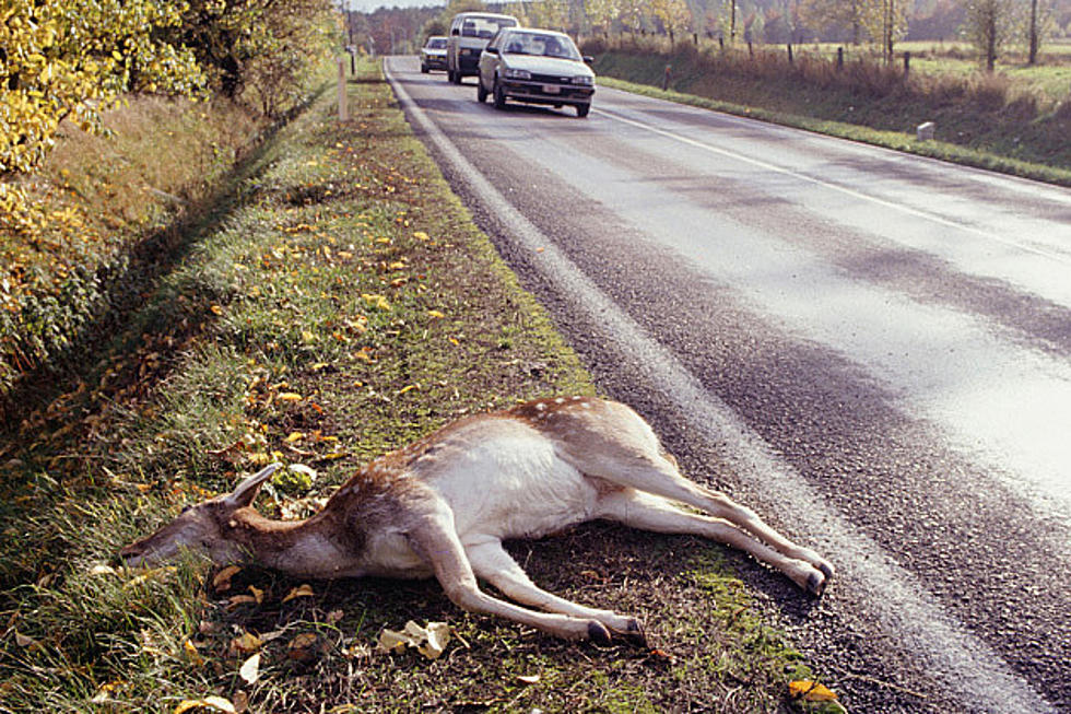 What Are The Odds Of Hitting An Deer When Driving In Minnesota?