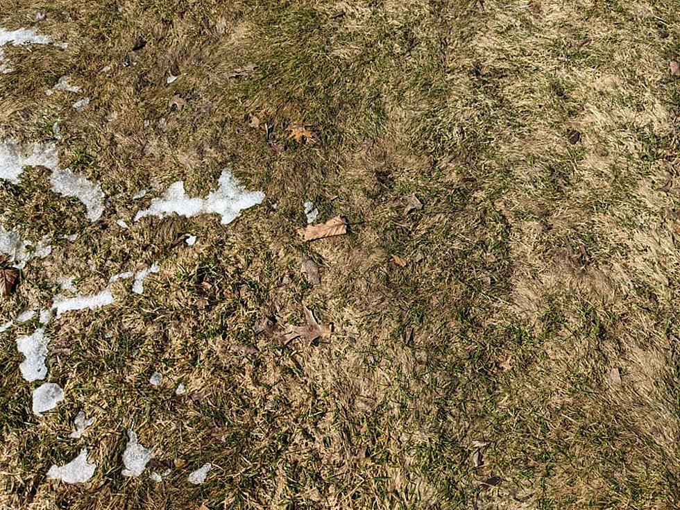 What to Do If You Are Left With This Situation on Your Lawn