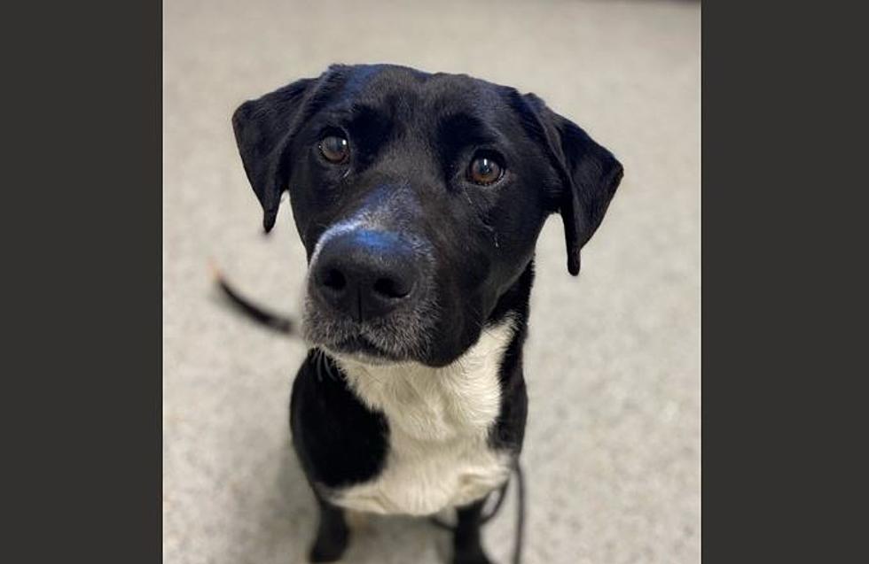 Theo, a Handsome Lab Mix, Needs a Home and Forever Family