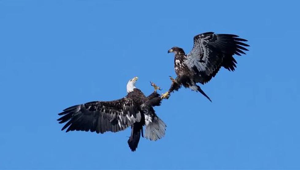 Two Entangled Eagles Crash to the Ground in Lino Lakes