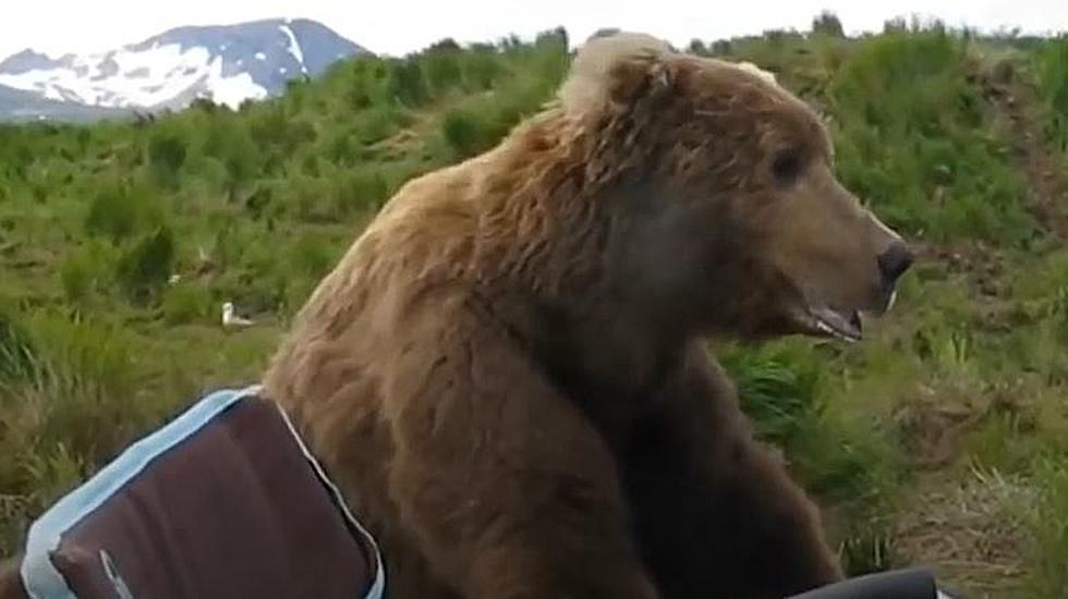[WATCH] Mellow Grizzly Bear Stops and Sits Next To Photographer