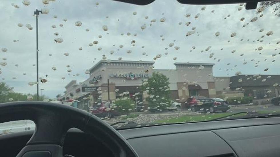 Bombs Away! Did MN Woman&#8217;s Car Get Bombarded With Poop?