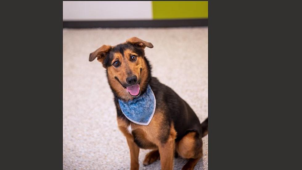 Check Out This Cool Guy, Duke!  Up for Adoption This Week (VIDEO)