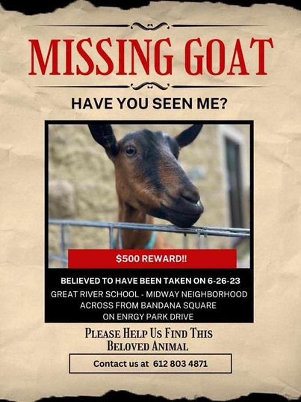 Have You Seen This Goat? Reward for Missing/Stolen Goat