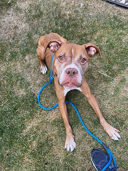 Adopt a Senior Dog Meet Brodie at the TCHS