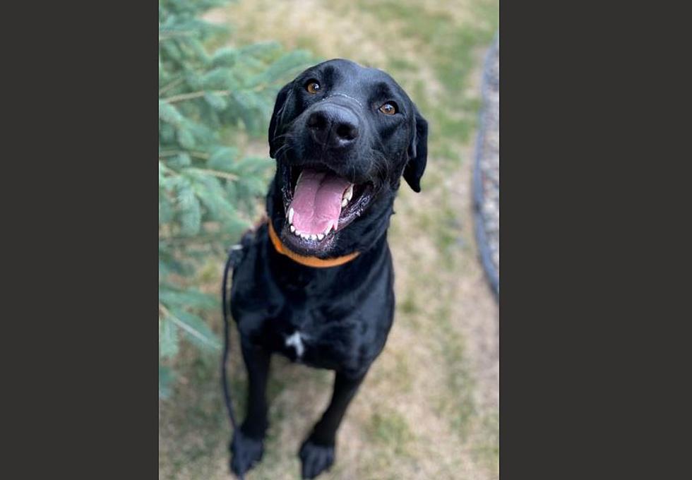 Only a $50 Adoption Fee Adds This Handsome Guy to Your Family