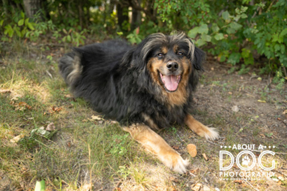 Meet Buckey! He&#8217;s Available at the Tri-County Humane Society Now