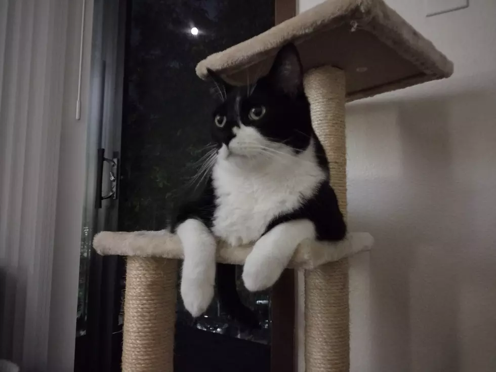 We need to chat about upping my catnip allowance (IMAGE: Choad)