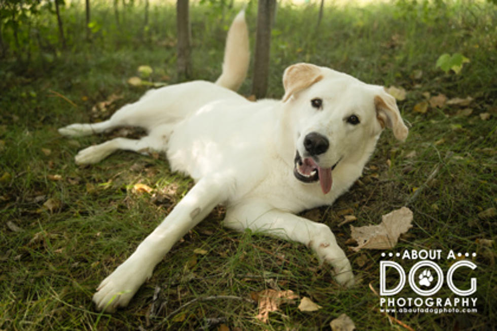 Meet Diego! This Very Energetic 80lb “Lap Dog” Needs A Home