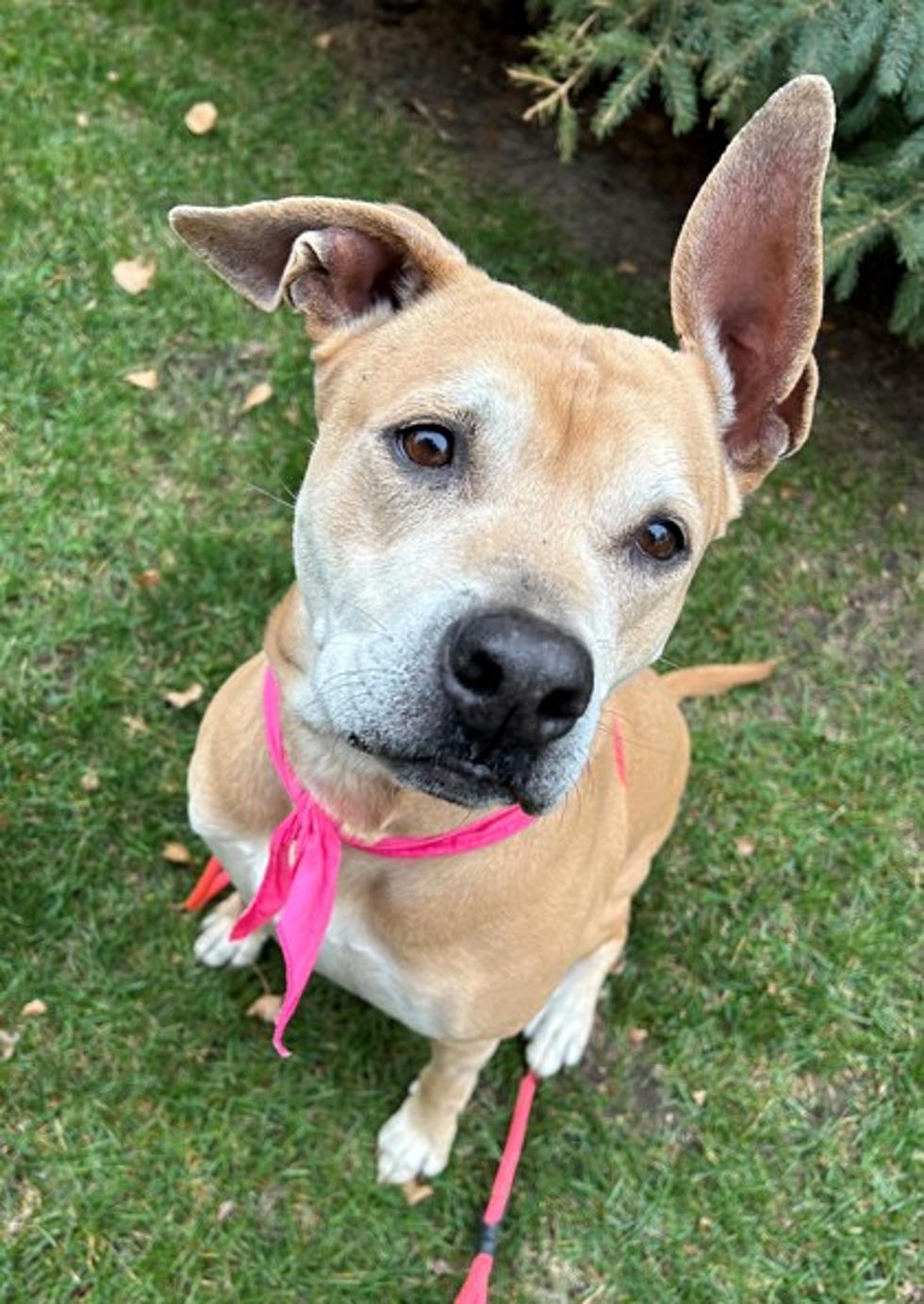 Our Adoptable Pet of the Week: Meet Lacey!