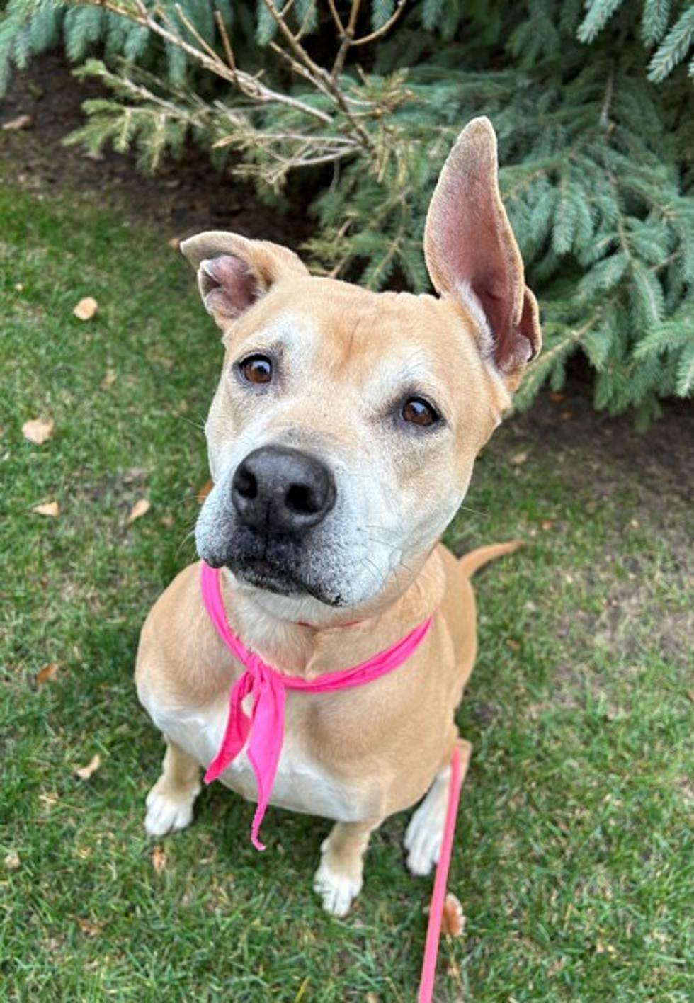 Our Adoptable Pet of the Week: Meet Lacey!