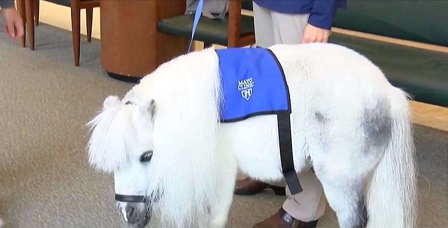 Meet Munchkin, Mayo's new therapy miniature horse