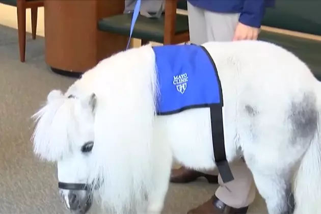 There is an Unusual Therapy Animal at the Mayo in Minnesota