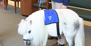 There is an Unusual Therapy Animal at the Mayo in Minnesota