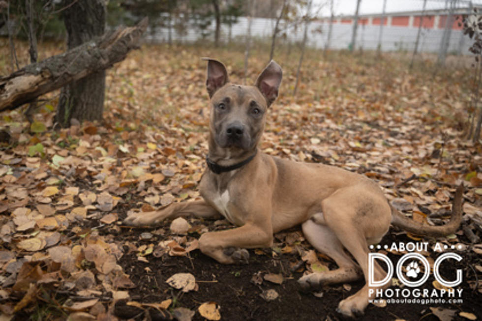 This Energetic Stout Little Dude is Today’s Pet of the Week!