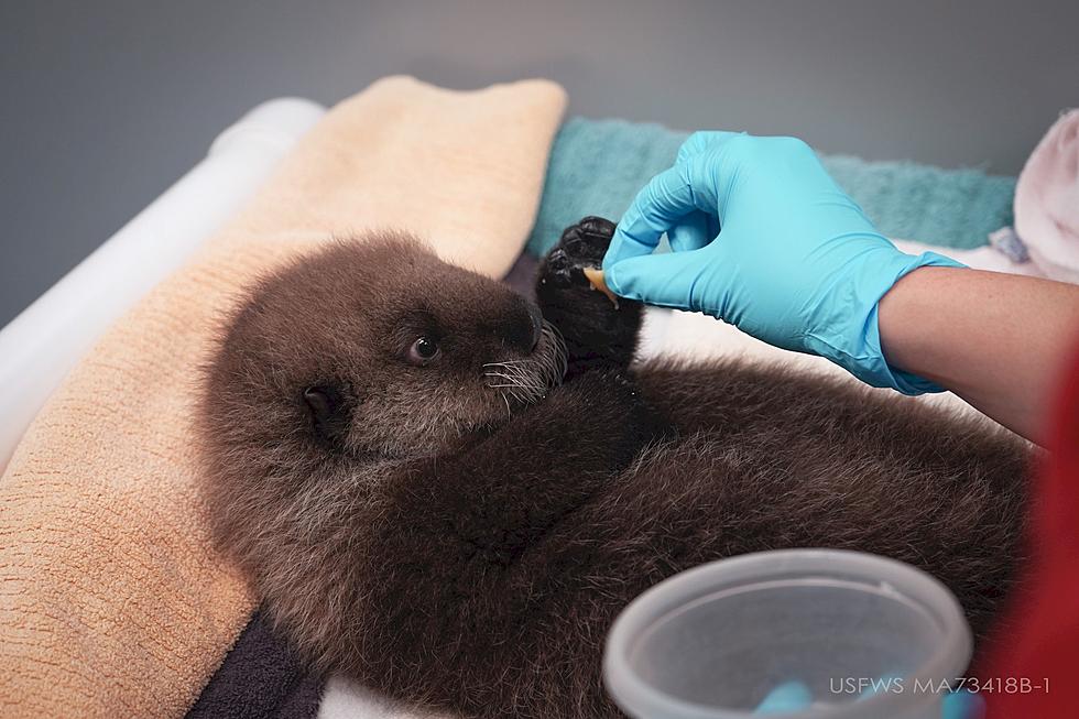 Cuteness Overload! Soon You’ll Meet Some New Sea Otter Pups at the MN Zoo