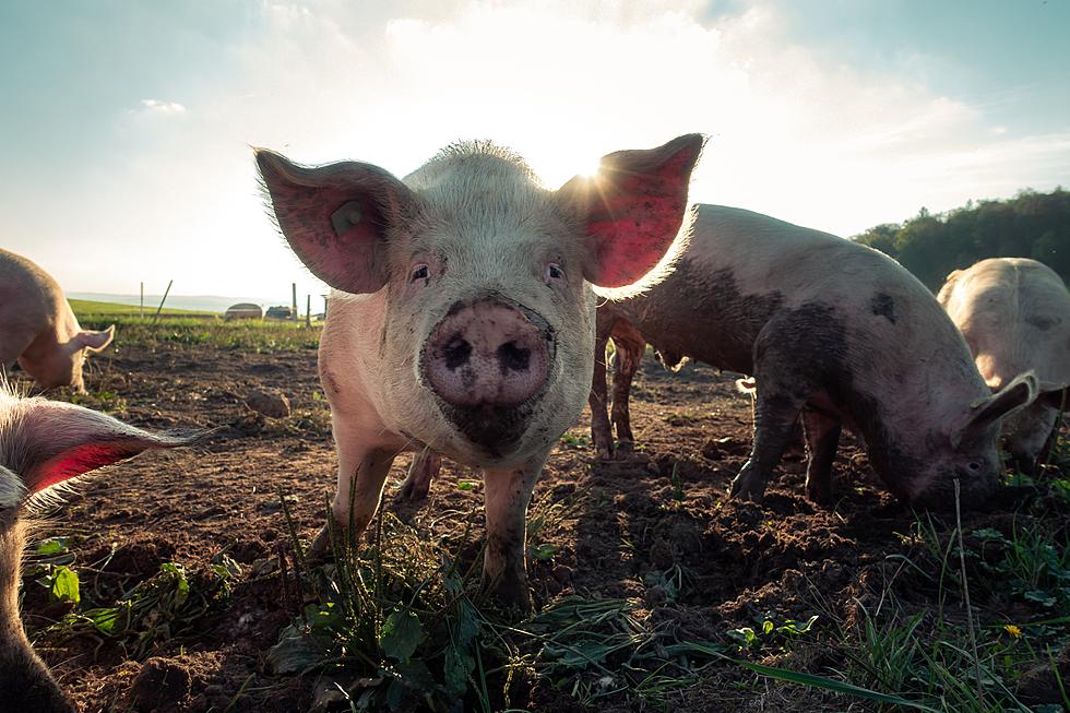 Feral Hogs are Still Cranking Their Way Across Minnesota, Hoss