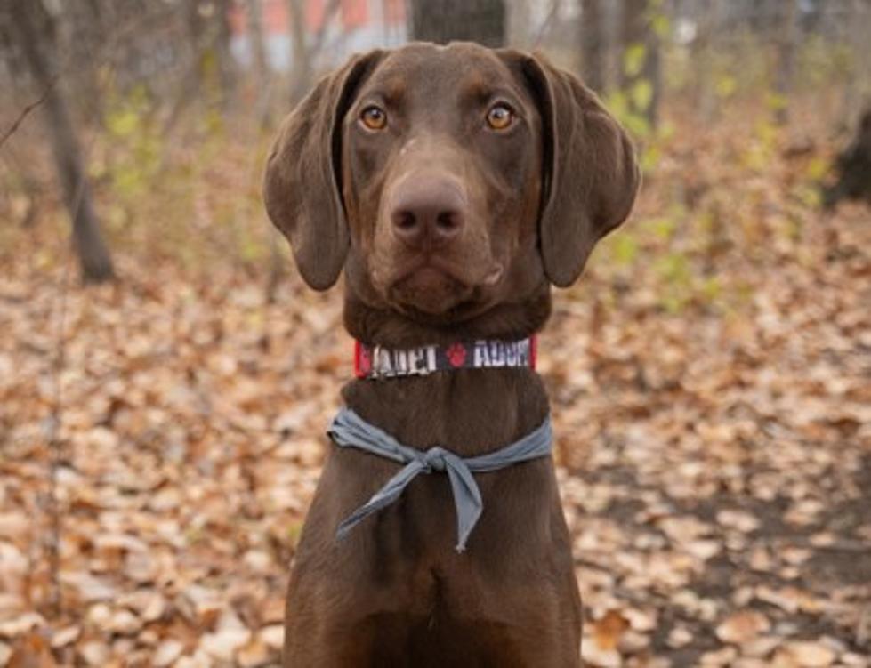 Moose Has Entered the Chat as Today’s Pet of the Week!