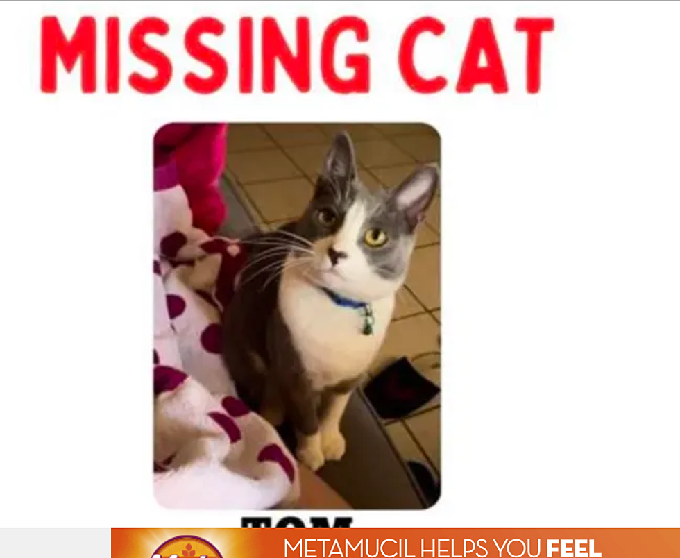 Have You Seen This Cat? Last Seen by Pilot Truckstop in St. Cloud