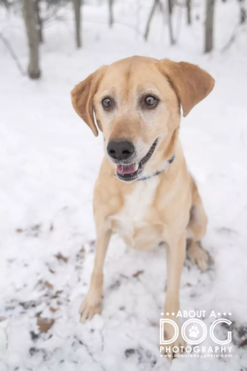 Suzie via Tri-County Humane Society