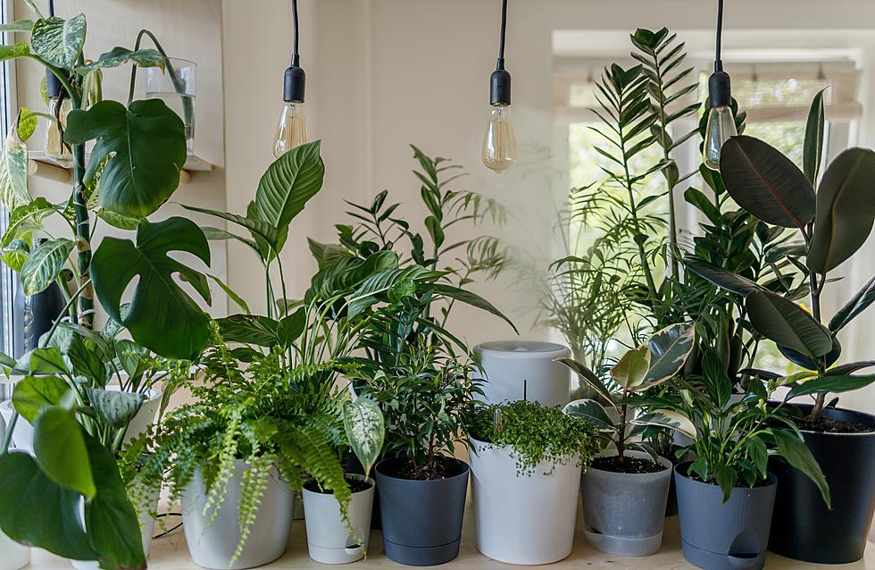 9 Healing Plants To Grow Indoors That Aren’t Pot