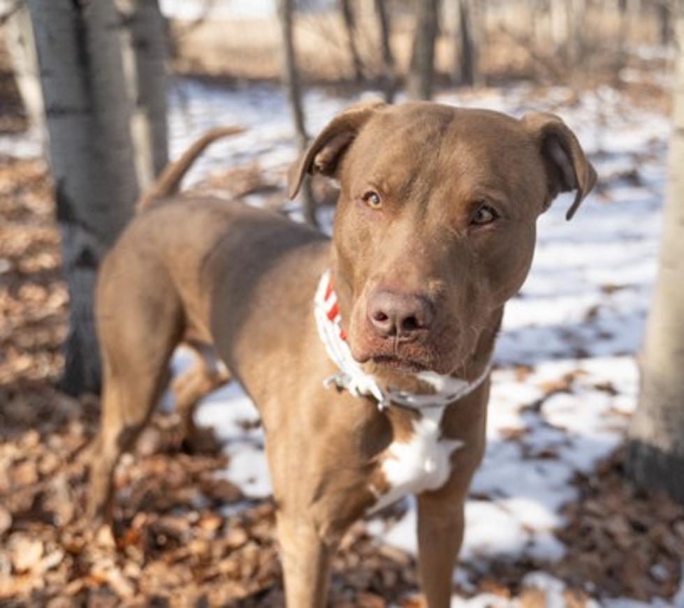 Stately Timmy is Today&#8217;s Pet of the Week