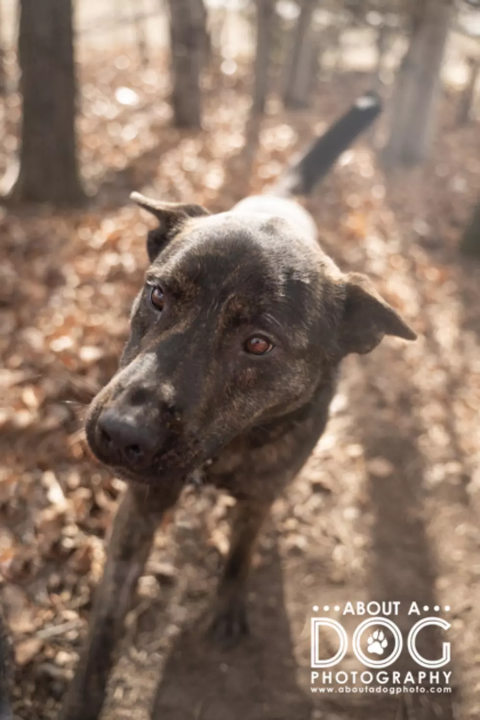 Dilly via Tri-County Humane Society