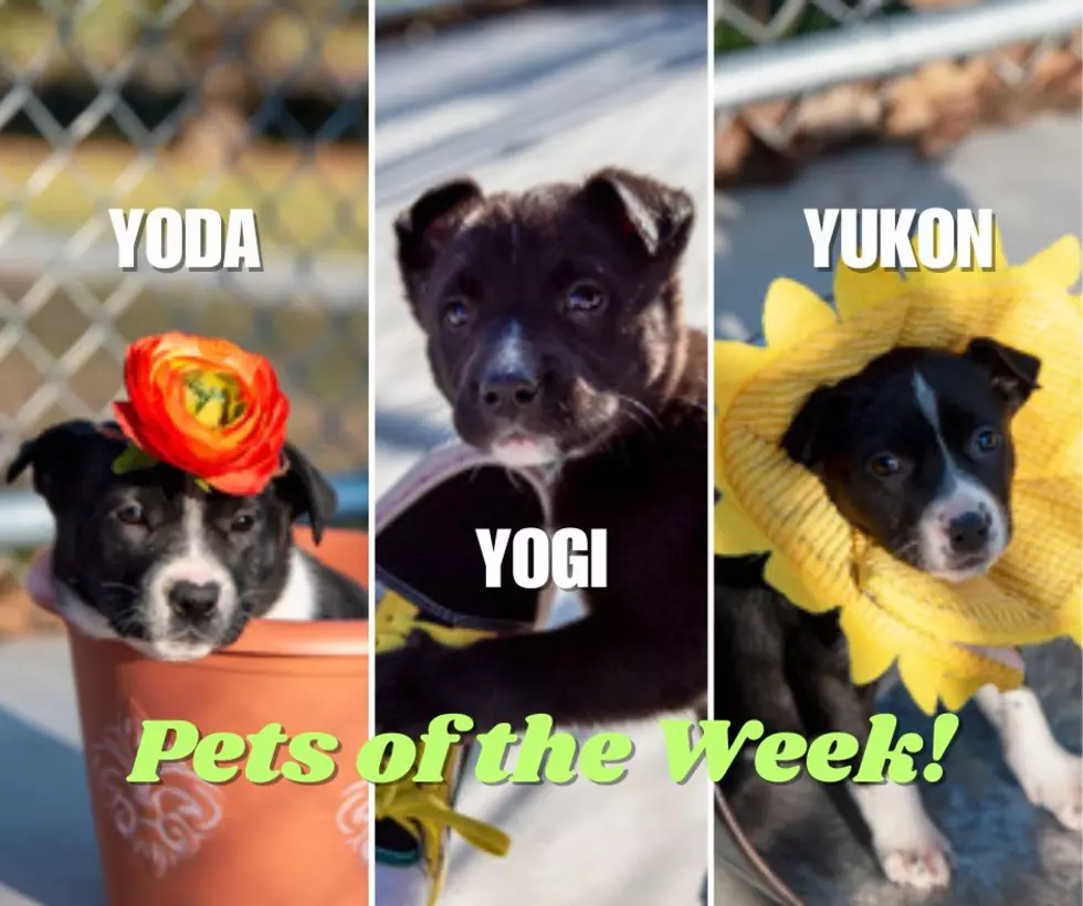 Tell Me Y: Meet Today’s Pets of the Week
