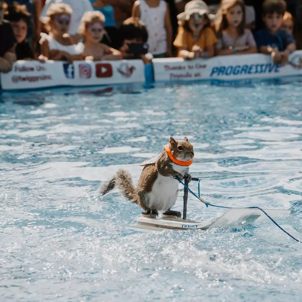 Twiggy Goes Viral in Minnesota &#038; is a Spokesanimal for Water Safety
