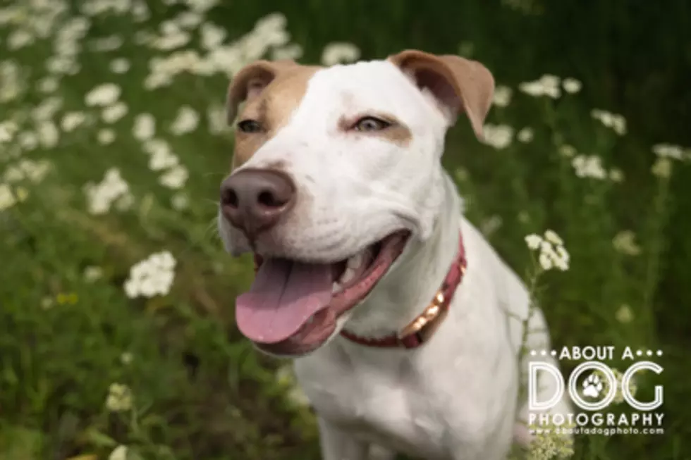 All Smiles For Leela: Today’s Pet of the Week!