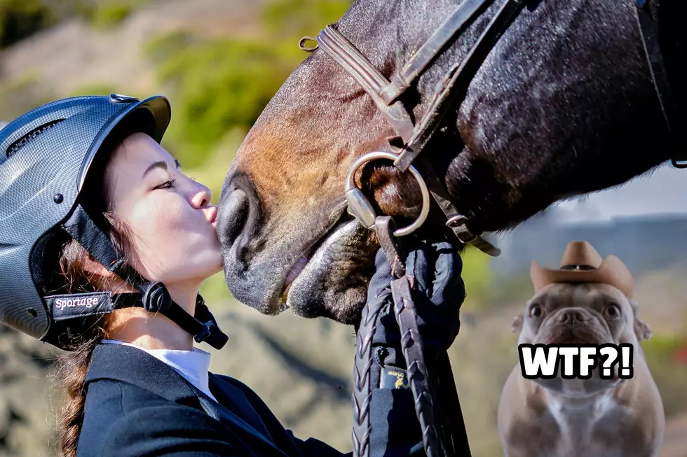 Asking For a Friend: Can I Get a DWI in MN While Riding a Horse?