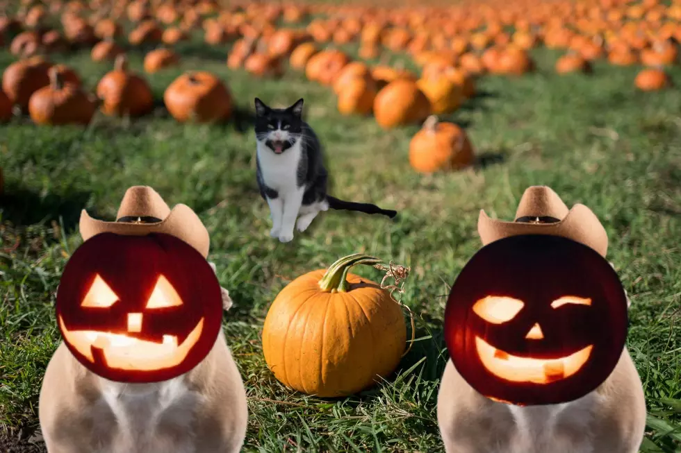 Five Tips to Pick the Perfect Pumpkin For Spooky Fun