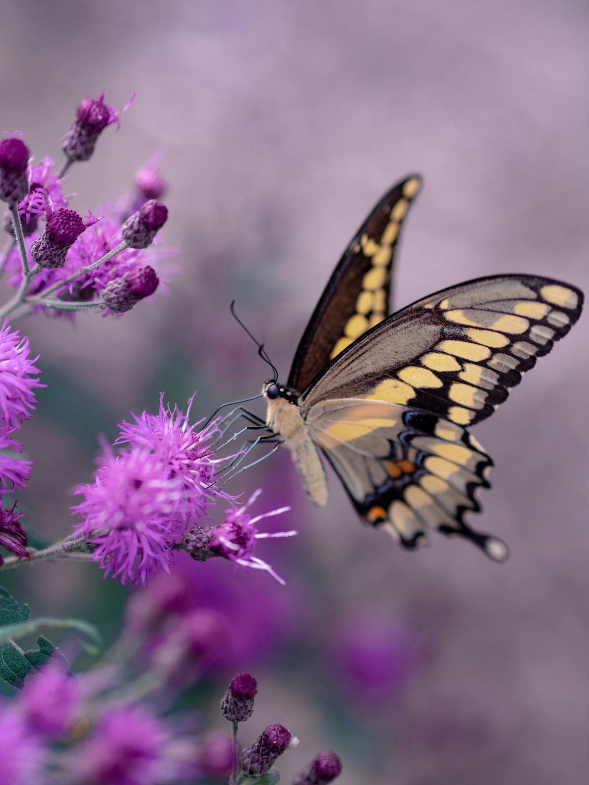 No More Butterflies at the Benton County Fair this Year