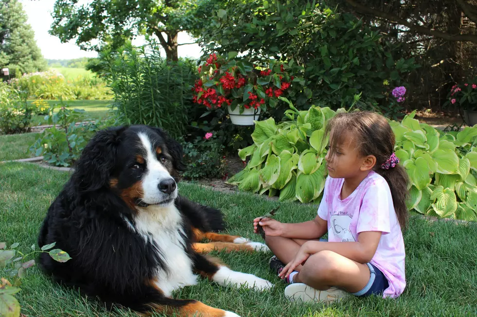 Kids Reading to Pets – They Both Love This Program in St. Cloud