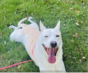 Meet Friendly Kieba - Maybe You Have His Forever Home