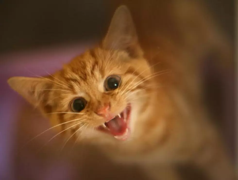 Amazing Kitten Rescue Video