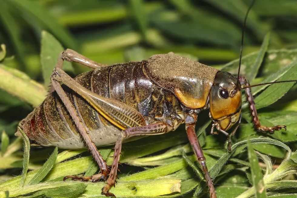Millions of Mormon Crickets Might Be Invading Your Space Soon