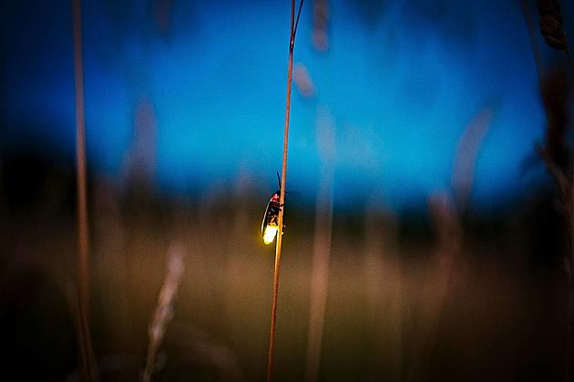 Why Aren&#8217;t There Fireflies in Idaho?